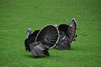 two, wild, turkeys, grass, birds, turkey, poultry, living nature, bird, beak, profile