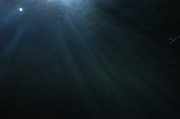 underwater, water, diving, ocean, underwater world, blue, nature, animals, wave