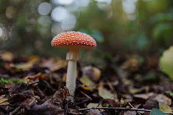 cogumelos, cogumelo, vermelho, outono, Amanita muscaria, perigoso, veneno, fungos, Toadstool, crescendo, floresta