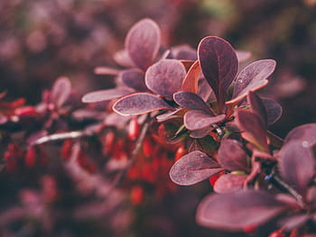 superficiale, fotografia a fuoco, viola, fiori, selettivo, foto, leafed, pianta, rosso, piante, natura