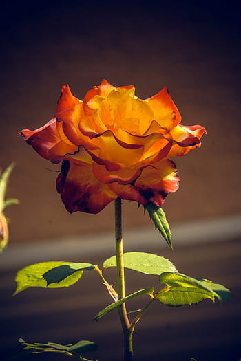rosa, fiorire, fioritura, vicino, Rosaceae, velluto, gambo di fiore, pianta, macrofotografia, natura, piante e fiori