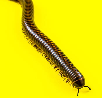 obří tausendfüßer, mnohonožky, obří, stonožky, obří tausendfüßer, členovců, obří stonožky, myriapoda, arthropoda, červ, hmyz, zvíře