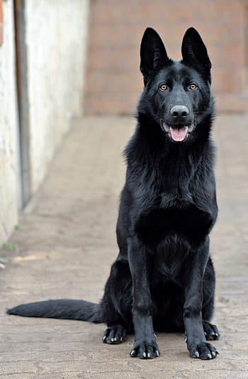 solid, black, german shepherd dog, sitting, pavement, black german shepherd, dog, portrait, beauty