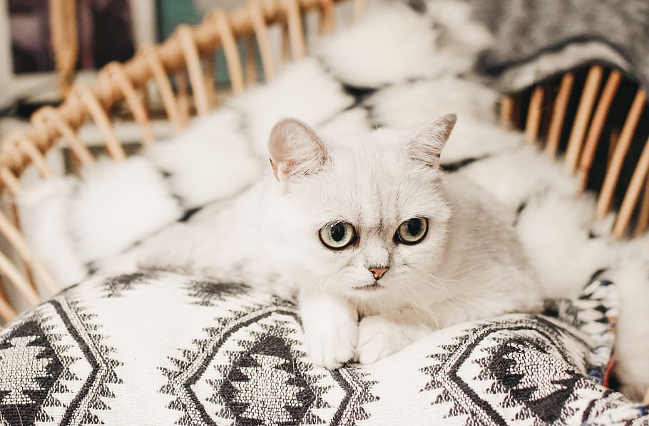 katze, mieze, cat, kitten, pet, animal, cute, fur, sweet, eyes, british