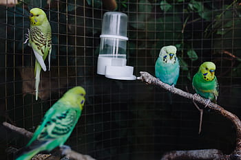 mascota, animal, dulce, pájaro, colorido, jaula, nacional, loro, periquito, lindo, periquitos