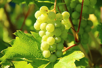fotografia, Zielony, grono winogron, winogrona, wino, owoc, winorośl, akcje winorośli, uprawa winorośli, winnica