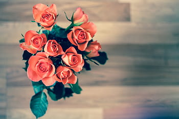 selettivo, fotografia a fuoco, rosa, Rose, fiori, mazzo, amore, natura, romantico, fioritura, petali