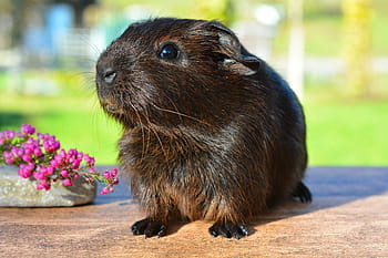 hnědý, křeček, růžový, květy okvětní lístky, morče, hladké vlasy, gold agouti, mladé zvíře