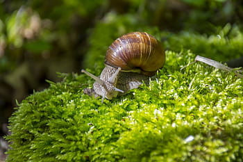 maro, gri, melc, verde, plantă, natură, iarbă, tufiș, un animal, animale tematice, animale în sălbăticie