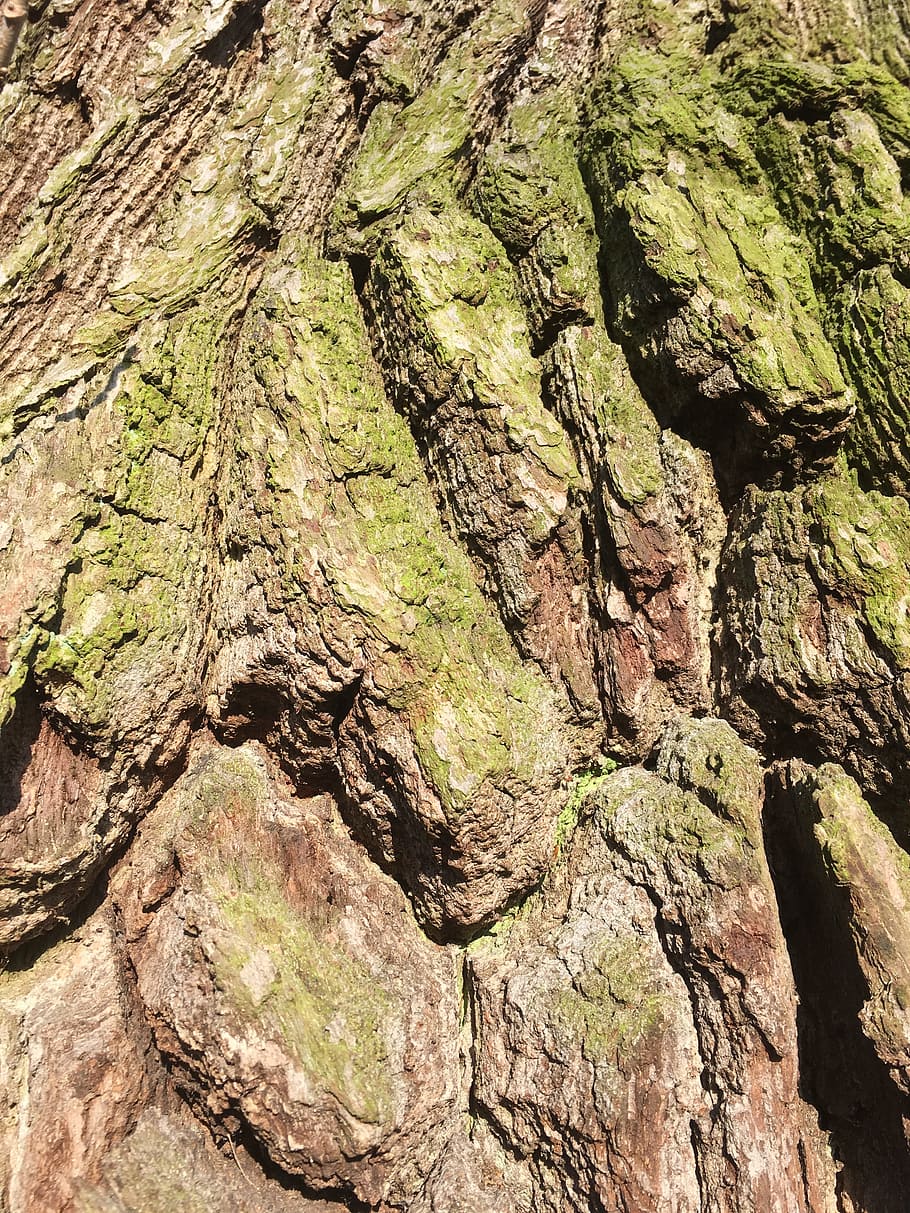 Log, Old, Tree, Moss, Bark, old tree, gnarled, tree trunk, textured, close-up, nature
