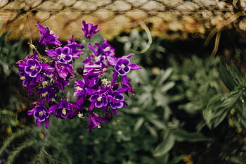 Aquilegia vulgaris, flores, púrpura, aguileña europea, violeta, flora, floral, floración, flor, botánico, floreciente