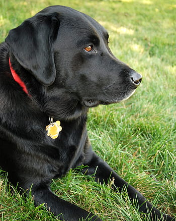 dospělý, Černá, náchylný, zelená, tráva, během dne, Pes, labradorský retrívr, černá laboratoř, labrador, retriever