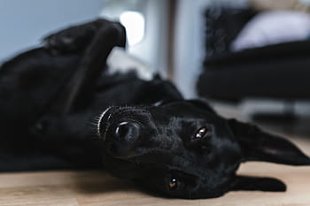 愛らしい黒犬、 愛らしい、 黒犬、 犬、 ペット、 動物、 黒、 かわいい、 黒色、 純血種の犬、 子犬