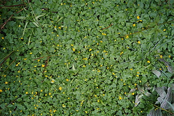 zelená listová rostlina, zelená, listy, rostlin, zelená barva, list, celý rám, zemědělství, růst, rostlina, pozadí