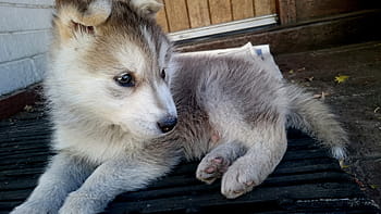Husky, cachorro, lindo, animal, perro, mascota, feliz, blanco, amistad, adorable, al aire libre