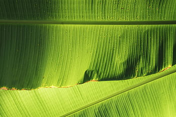 grønne banan blade, natur, grøn, blade, banan, vener