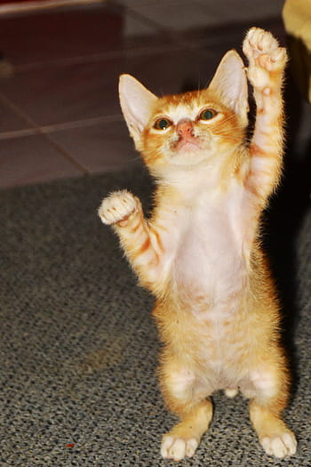 short-furred, orange, kitten, gray, textile, fauna, animal, cat, cute cat, tiger cub, cute