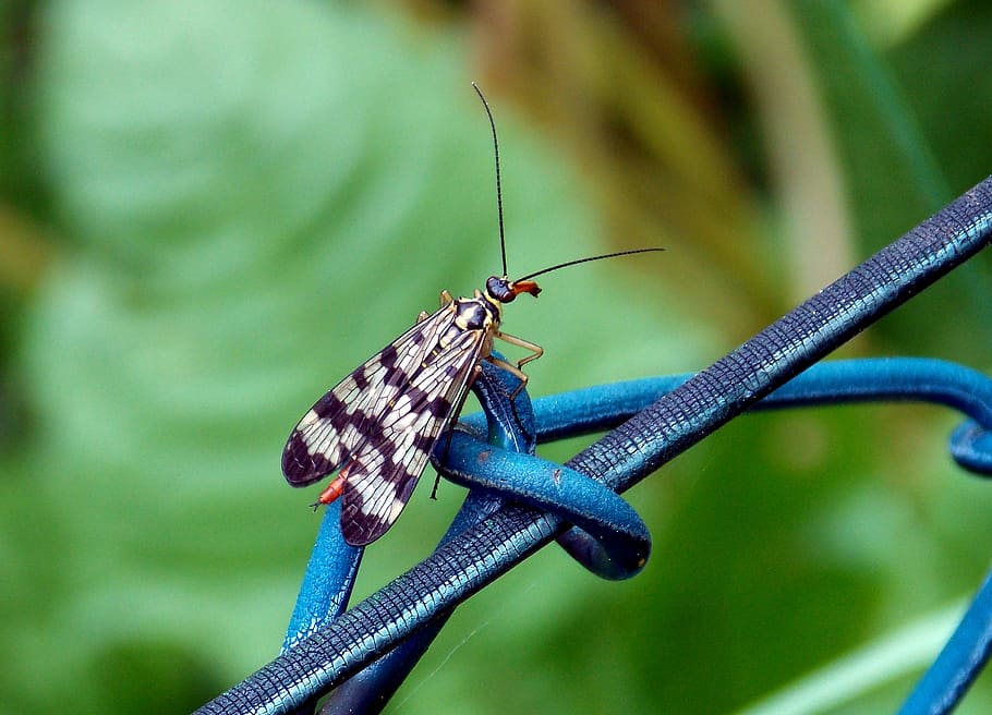 communis, samice scorpionfly, hmyz, létající hmyz, mecoptera, hexapoda, létat, křídlo, sonda, proboscis, zahrada