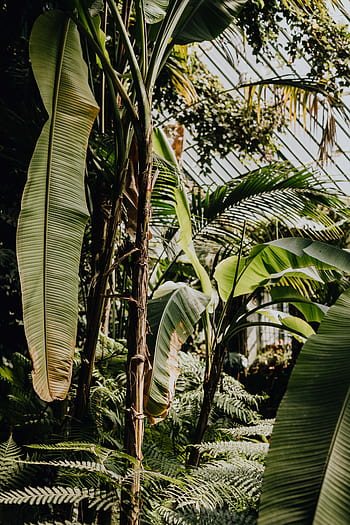 botanické, zahrada, Skutečný Jardin, jaro, Příroda, botanický, Evropa, evropský, výlet, cestovat, nemovitý