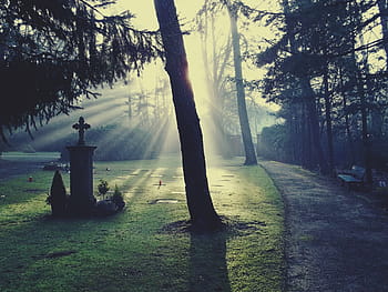 graveyard during sunshine, cemetery, light, glow, sun, sunshine, bill, tombstone, trees, nature, atmosphere