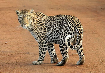 berjalan macan tutul, macan tutul, bintik-bintik macan tutul, hewan, liar, margasatwa, safari, hutan, licik, predator, terlihat