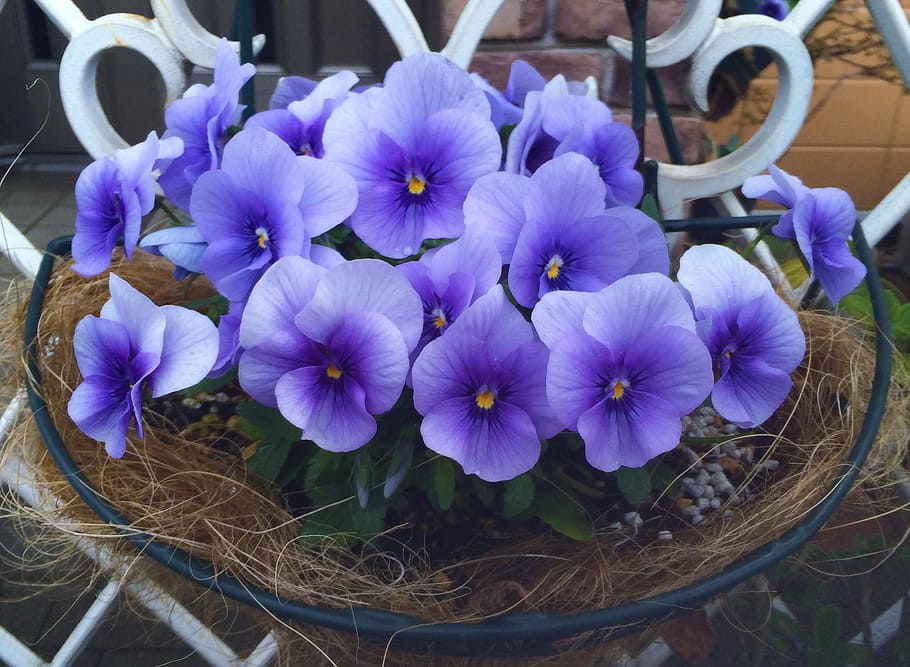 purple, petaled flowers, nest, daytime, pansy, sumire, green, flowers, drop of water, rain, light