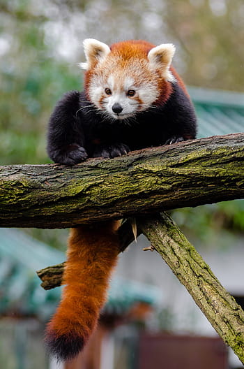 punainen, panda, runko, puu, punainen panda, söpö, bambu, nisäkäs, ääniä uhanalaisilta, kiipeilijä, kaikkiruokaa ja kasvilajia