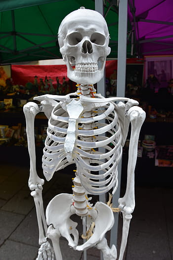 white, skeleton, standing, garage, bones, human, body, anatomy, medical, health, medicine