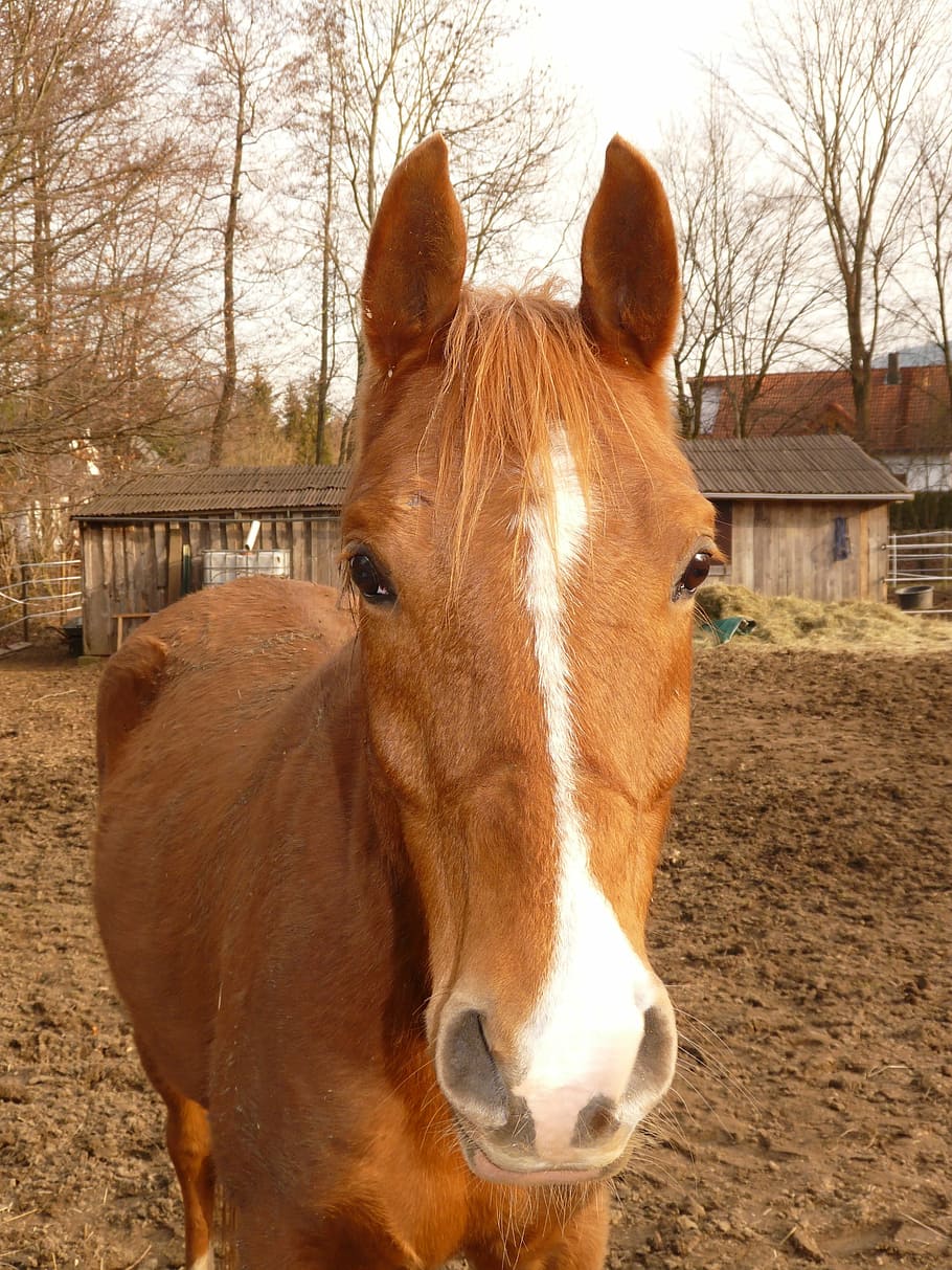Horse, Eyes, Animal, Fur, Dear, Pony, animal, fur, ride, creature, one animal, domestic animals