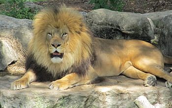mentindo, cinza, rocha, Leão, Felino, Gato grande, rei da selva, macho, predador, animais selvagens, natureza