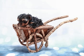 zdobení, yorkie, Pes, dětský kočárek, Pozadí, Černá, hnědý, dítě, plemeno, trochu