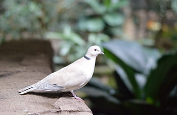 White Pigeon, Dove, Bird, Nature, wildlife, exotic, animal, wild, safari, zoo, fauna
