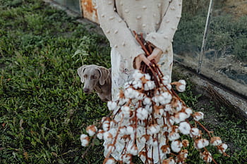 kapas, cabang, wanita, Outdoor, alam, rumah kaca, tanah pertanian, Weimaraner, anjing, hewan, indah