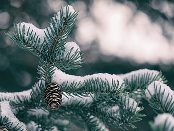 abeto vermelho, neve, inverno, folhas, bokeh, desfoque, planta, natureza, árvore, frio