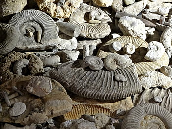 fossils, prehistory, ammonites, the museum
