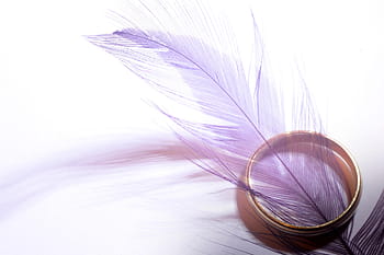 anello color oro, rosa, piuma, bianca, superficie, oro, gruppo musicale, squillare, viola, oggetti, morbidezza