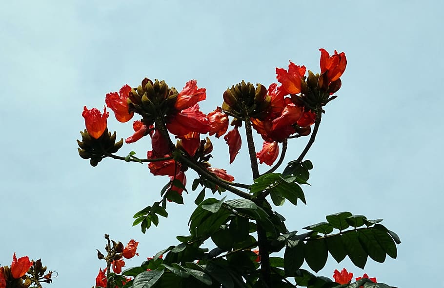 květ, spathodea, rostlina, strom, bignoniaceae, spathodea campanulata, africký Tulipán strom, fontána strom, pichkari, plamen nandi, dharwad