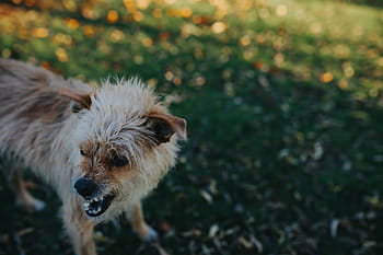 秋の庭、 犬、 庭、 岩、 葉、 秋、 石畳、 動物、 哺乳類、 自然、 アウトドア