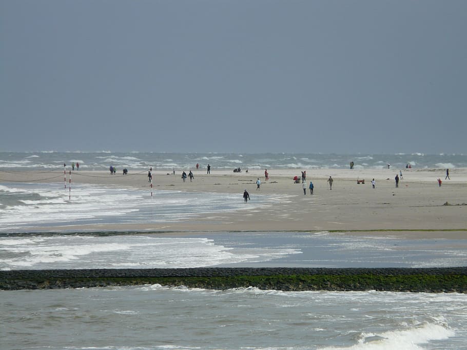 pláž, moře, vítr, vlna, Severní moře, člověk, baltrum, ostrov, pták, racek, Příroda