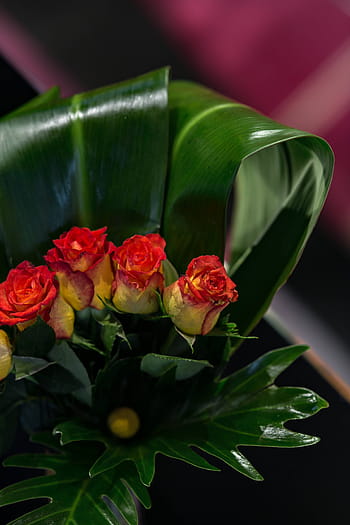 pequeno, vermelho, amarelo, rosas, Close-up, pequeno vermelho, rosas amarelas, flor, rosa, flora, buquê