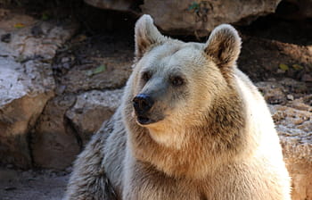 hvid bjørn, bære, grizzly, dyreliv, Brun, vild, pattedyr, pels, rovdyr, alaska, ødemark