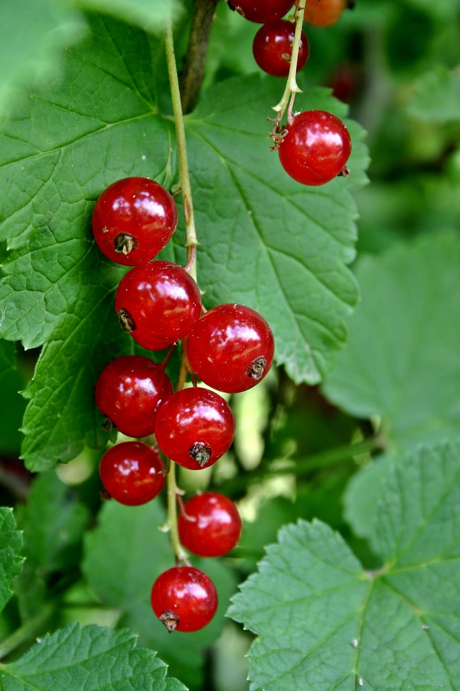 rybíz, ribes rubrum, žebra, červený rybíz, měkké ovoce, bobule, Červené, ovoce, sladký, zahradní rybíz, traeuble