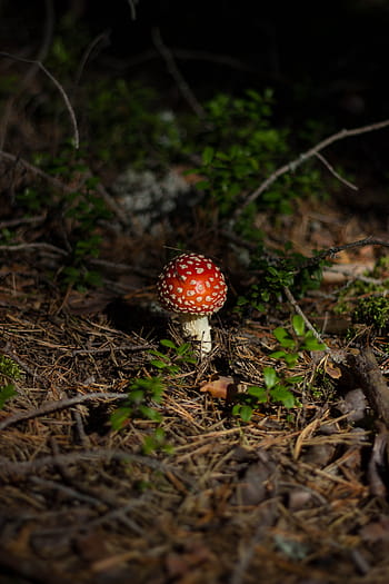 red, white, poisonous, mushroom, green, grasses, fungus, food, outdoor, grass, blur