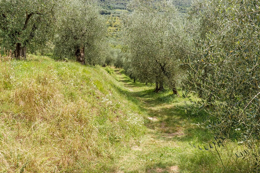 olivový háj, olivy, stromy, olivovníky, olivovník, plantáž, Olivová zahrada, cesta, Itálie, Příroda, zelená