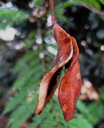 Seed Pod, Split, Open, Brown, Curved, seed pod split, curled, rigid, woody, leaf, day