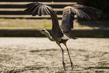 heron, bird, wings, flying, water