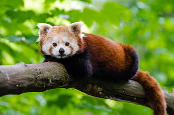 Foto, Brun, beige, rød, panda, træ, dyr, afdeling, nuttet, rød panda, dyreliv