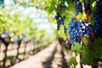 blueberries, daytime, purple grapes, vineyard, napa valley, napa vineyard, grapes, vine, grapevines, wine grapes, fruit