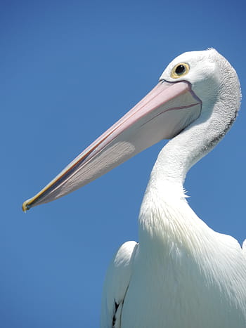 pelikán, pták, zobák, velký zobák, velký pták, fotografování přírody, pelikán pták, voliéra, aves, křídla, let