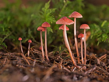 malé houby, houby, houba na mytí, disk houba, mini houby, agaric, lesní houby, obrazovka houba, druhů hub, houba kolekce, lesní podlaha